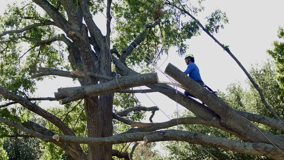 Professional Crown Thinning performed by certified arborists in Alexander